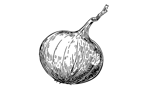 Illustration d’un oignon, style dessin à l’encre - saveur douce et sucrée
