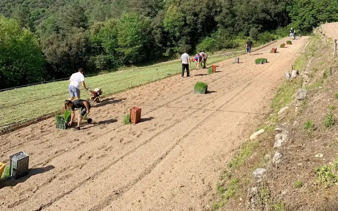 Plantation des Oignons Doux des Cévennes au Domaine Castel Riquet