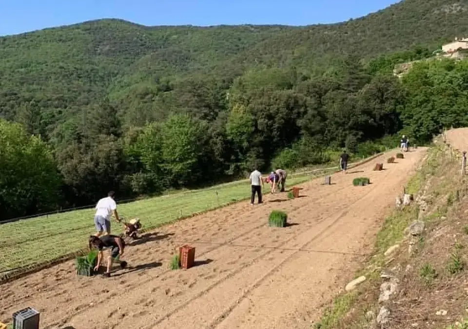 Plantation des Oignons